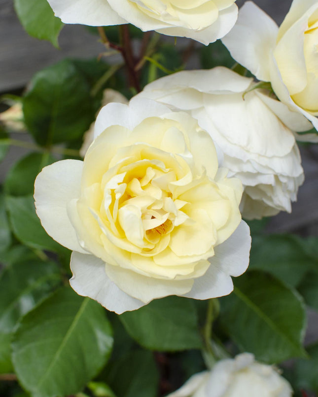Rosa Crazy in love 'Vanilla' - Creme Roos - Ø15cm - ↕65cm