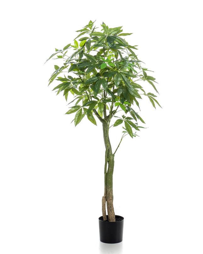 Kunstplant - Pachira Aquatica - Geldboom - ↕ 150 cm