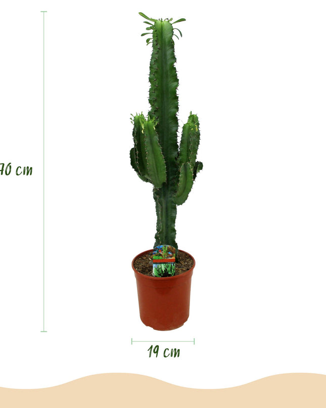Euphorbia eritrea - Afrikanischer Milchbaum - 2 Stück - Topf 19 cm - Höhe 70 cm