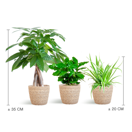 Diervriendelijke Plantenbox - incl. mand zeegras naturel - Ø12