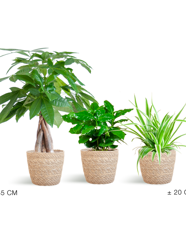 Diervriendelijke Plantenbox - incl. mand zeegras naturel - Ø12