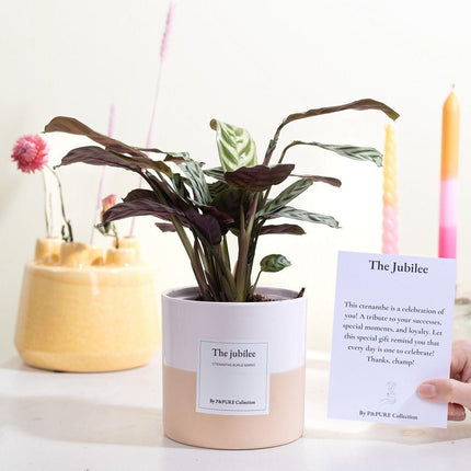 Ctenanthe Burle Marxii Gift "The Jubilee" met wenskaart - Ø12cm - ↕25cm