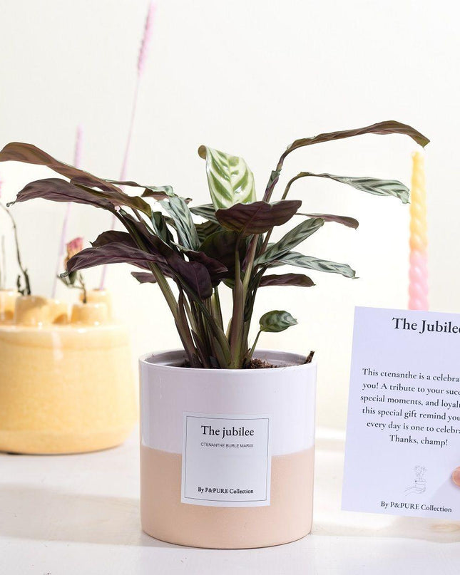 Ctenanthe Burle Marxii Gift "The Jubilee" met wenskaart - Ø12cm - ↕25cm