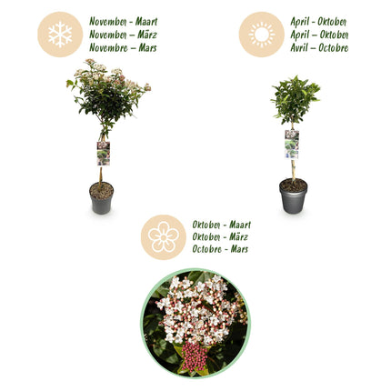 Viburno tinus - Sempreverde - Resistente all'inverno - Fiore bianco-rosa - Vaso 19 cm Altezza 90 cm