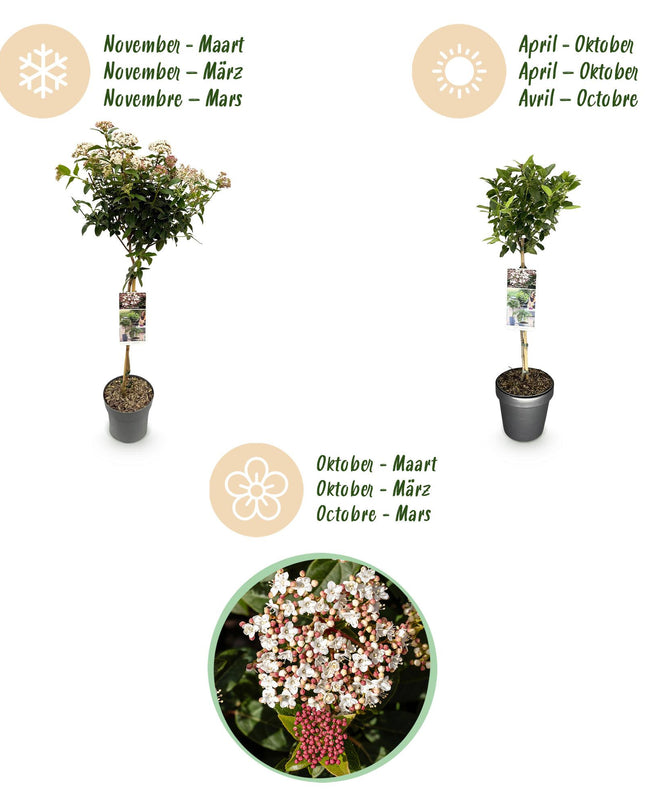 Viburno tinus - Sempreverde - Resistente all'inverno - Fiore bianco-rosa - Vaso 19 cm Altezza 90 cm