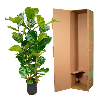 Ficus Lyrata arbusto - 160 cm - Ø27