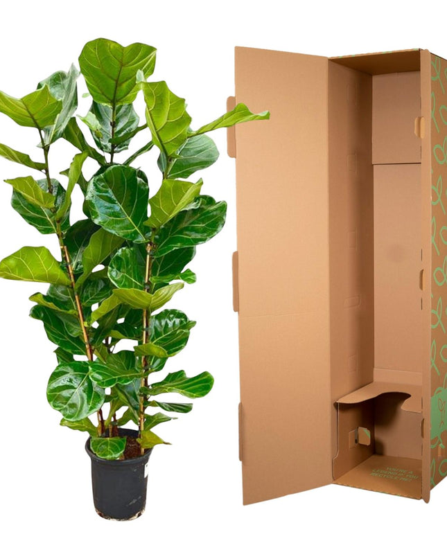 Ficus Lyrata arbusto - 160 cm - Ø27