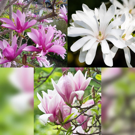 Magnolia Tricolore - Fiore Bianco-Rosa-Viola - 3 pezzi - Vaso 12 cm Altezza 30 cm