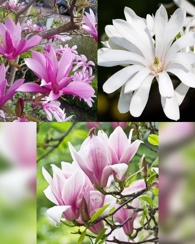 Magnolia Tricolore - Fiore Bianco-Rosa-Viola - 3 pezzi - Vaso 12 cm Altezza 30 cm