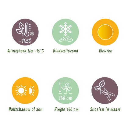 Japanse Esdoorn - 2 planten - Acer palmatum Jordan - Geel - Bladverliezend - Pot 19cm Hoogte 70cm