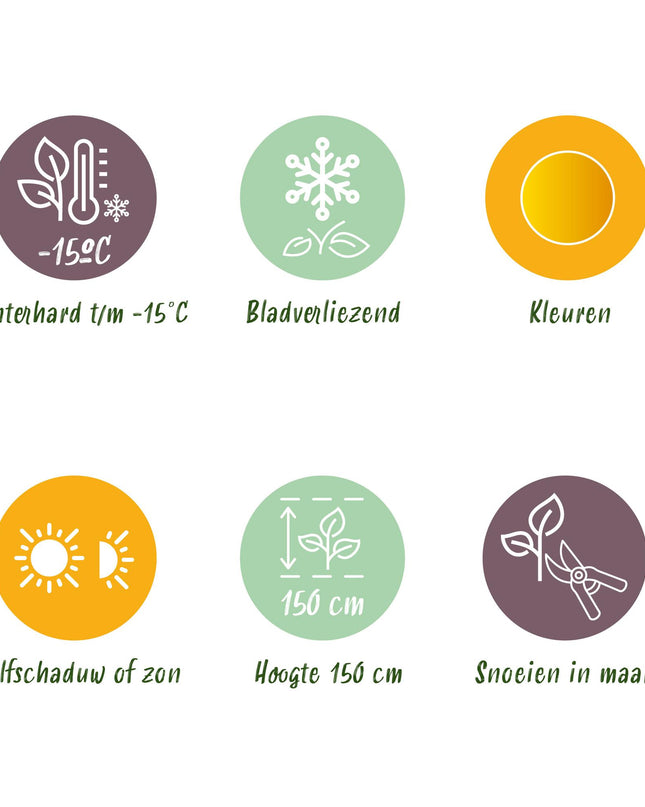 Japanse Esdoorn - 2 planten - Acer palmatum Jordan - Geel - Bladverliezend - Pot 19cm Hoogte 70cm