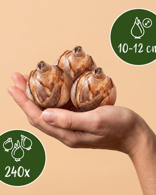 240x Bulbo para jardín húmedo - Bulbo para jardín húmedo - Variados - Floración estival - Calibre del bulbo 10/12