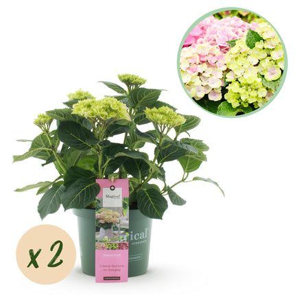 Hortensia -Roze  Hydrangea Magical Jewel Pink  - 2 Planten - Pot 23cm Hoogte 55cm