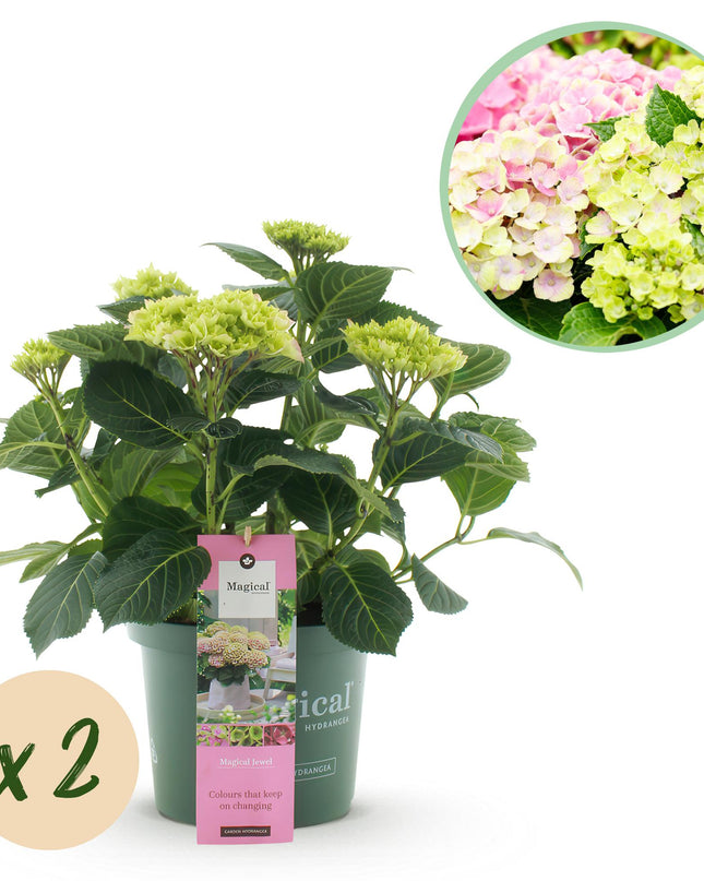 Hortensia -Roze  Hydrangea Magical Jewel Pink  - 2 Planten - Pot 23cm Hoogte 55cm