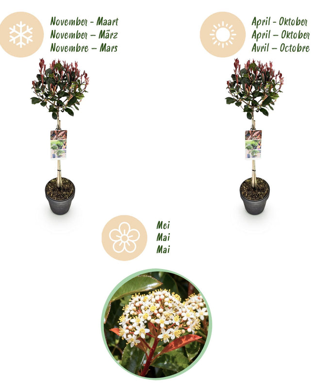 Photinia fraseri Little Red Robin – Terrassenpflanze – immergrün – winterhart – grün-rotes Blatt – Topf 19cm Höhe 90cm