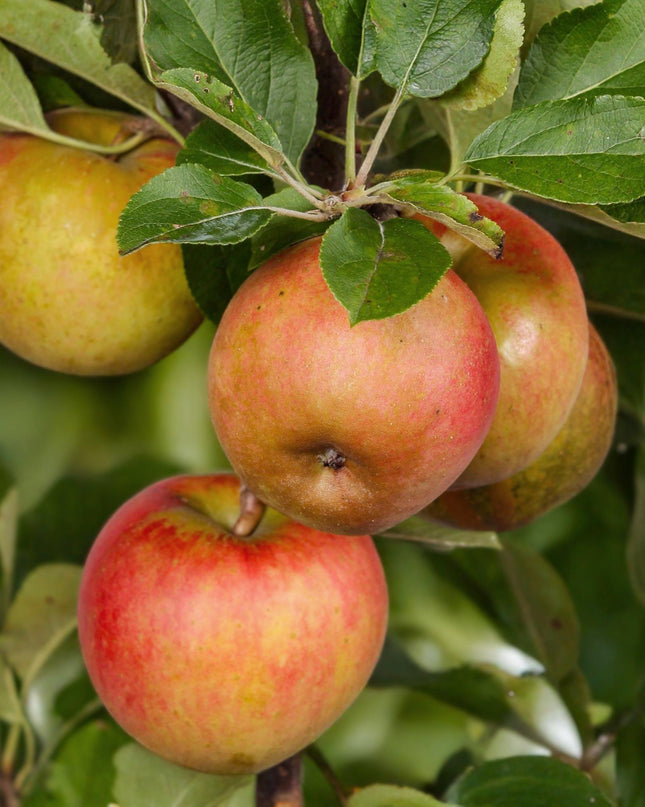 Appelboom - Malus domestica Elstar - Rode groene Appel - Pot 21cm Hoogte 90cm