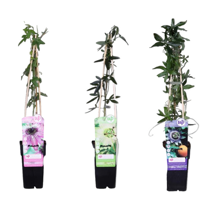 Passiflora mix - 3 planten - ↨65cm - Ø15