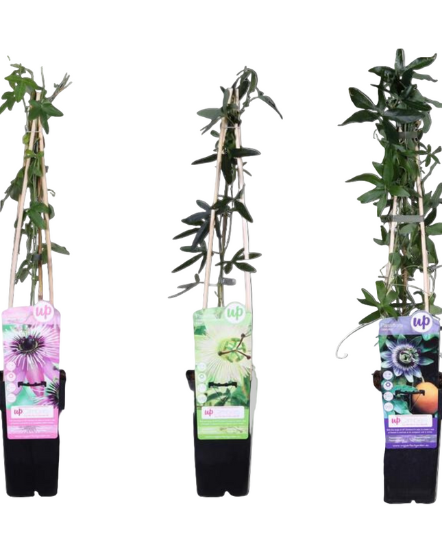 Passiflora mix - 3 planten - ↨65cm - Ø15