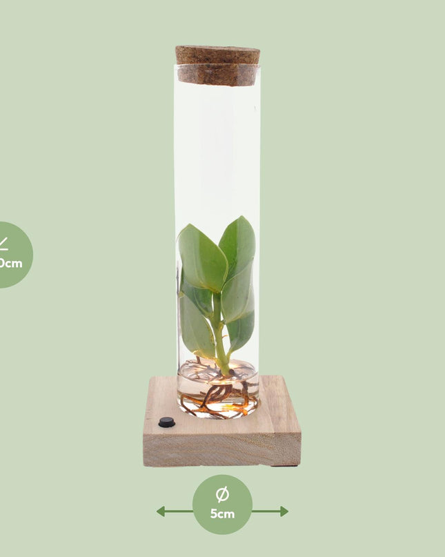 Clusia In Tube Glas + LED - Ø5cm - ↕10cm