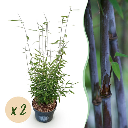 Bambú - Fargesia nitida Black Dragon - Bambú No Invasivo - Perenne - Verde - 2 Plantas - Maceta 23 cm - Altura 80 cm