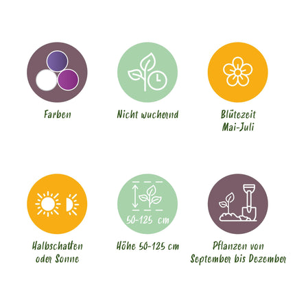 Bloembollen - Bulb Garden Allium mix - Diversen Kleuren - 80 stuks - Gift Verpakking