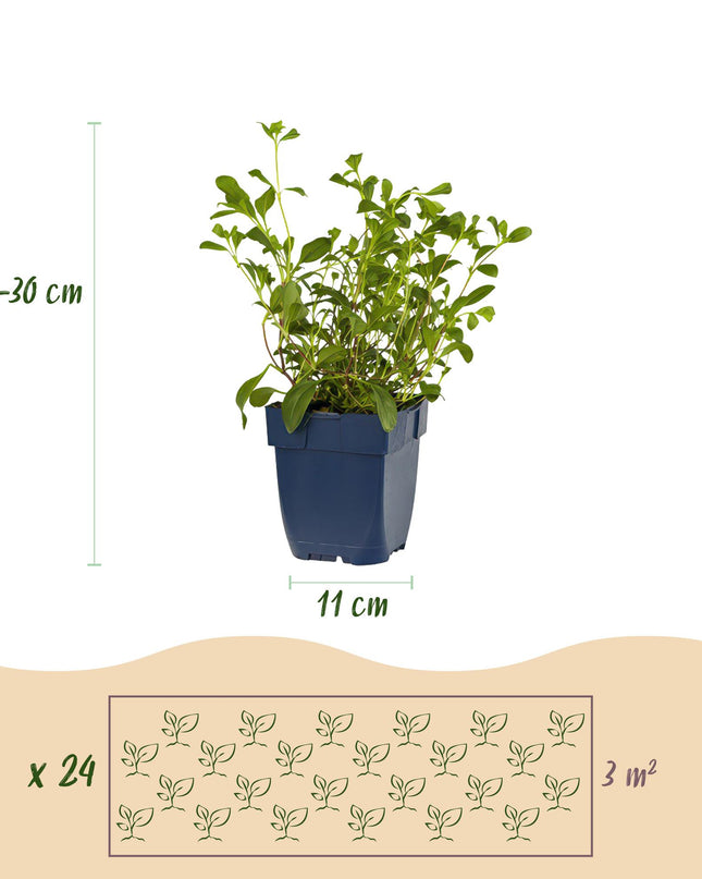 Borderpakket - Bodembedekkend - 24 Vaste planten - 3 m2 - Diversen kleuren - Weinig Onderhoud - Pot 11cm