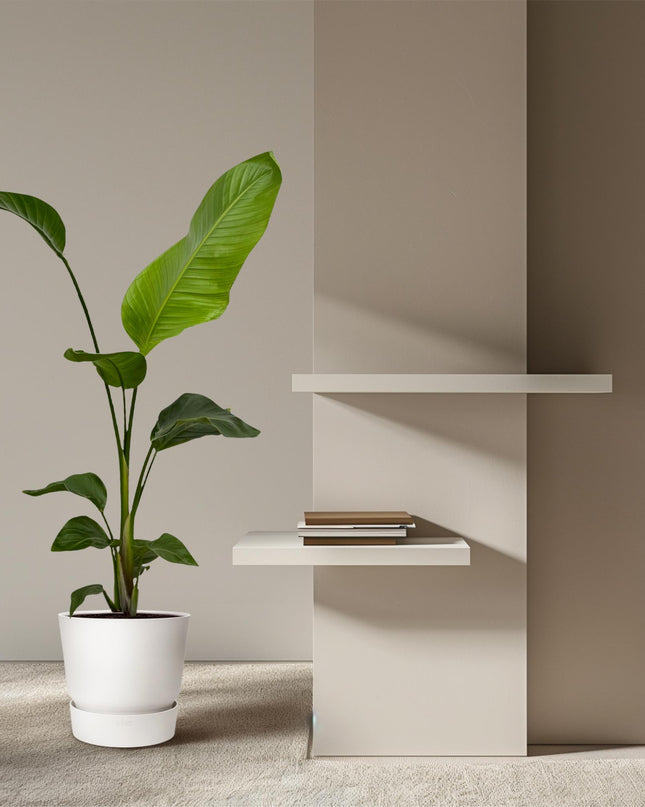 2x Strelitzia Nicolai - 100 cm - Ø17