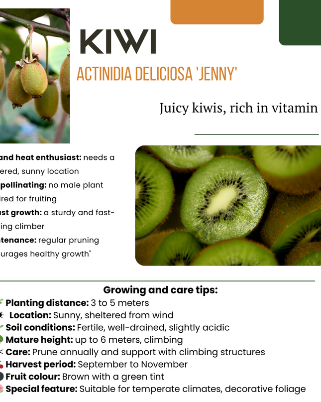 Mix di piante da frutto BIO 3 pezzi - Fico/ Kiwi/ Mora