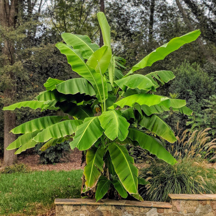 Musa Basjoo - Bananenboom - Winterhard - Groen - 1 Plant - Pot 21cm - Hoogte 90cm