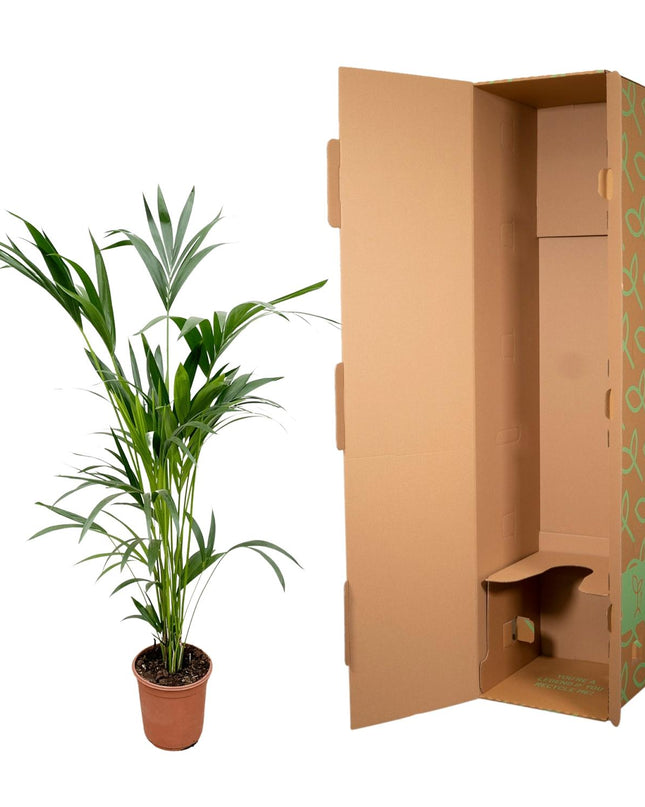 Kentia palm - 160cm - Ø24
