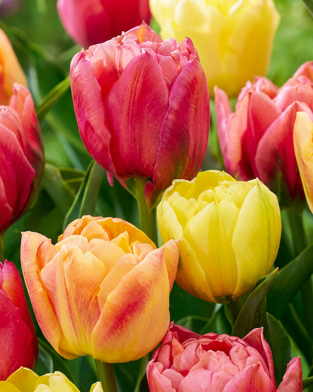 96x Tulipa Symbiosa mix - Mezcla de tulipanes Symbiosa - Variados - Floración primaveral - Calibre del bulbo 11/12