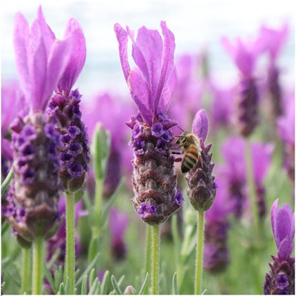 Lavandula stoechas Anouk auf Stamm - 15 cm Topf - Set aus 2 französischen Lavendeln auf Stamm
