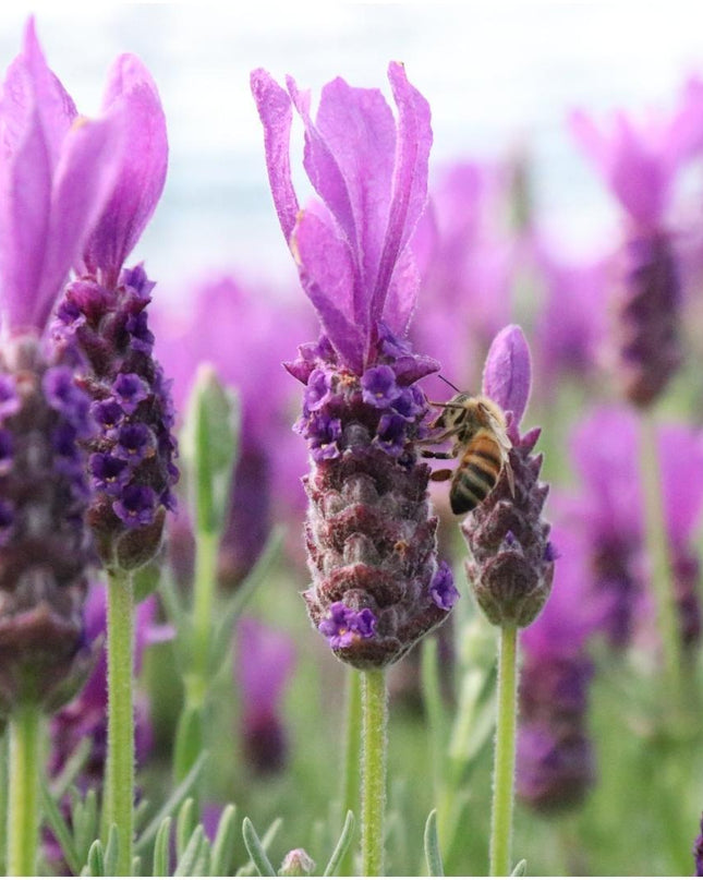 Lavandula stoechas Anouk auf Stamm - 15 cm Topf - Set aus 2 französischen Lavendeln auf Stamm