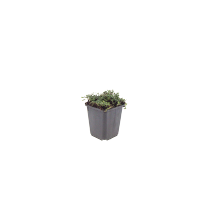 48x Thymus praecox 'Purple Beauty' - ↕10-25cm - Ø9cm