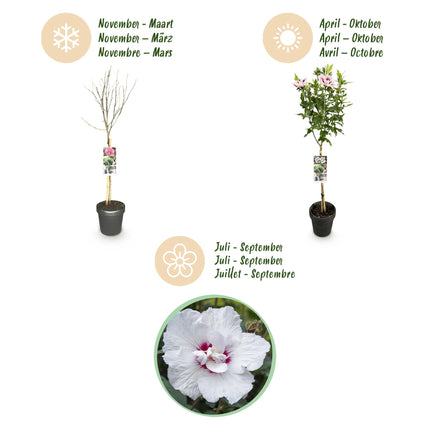 Hibiscus syriacus Starburst Chiffon® – Terrassenpflanze – Laubabwerfend – Winterhart – Weiß-rosa Blüte – Topf 19cm Höhe 90cm