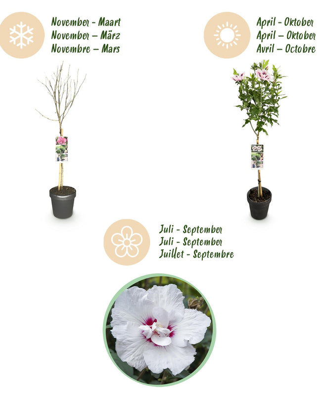Hibiscus syriacus Starburst Chiffon® – Terrassenpflanze – Laubabwerfend – Winterhart – Weiß-rosa Blüte – Topf 19cm Höhe 90cm