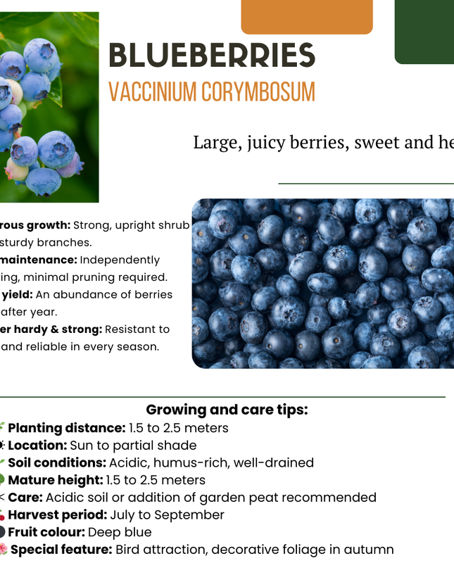 Mix di piante da frutto BIO 5 pezzi - Lampone/ Ribes/ Mirtillo/ Uva/ Mora