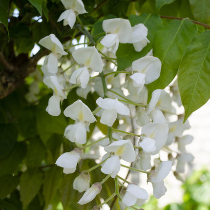 Witte Regen - Wisteria floribunda Alba - Ø15cm - ↕65cm