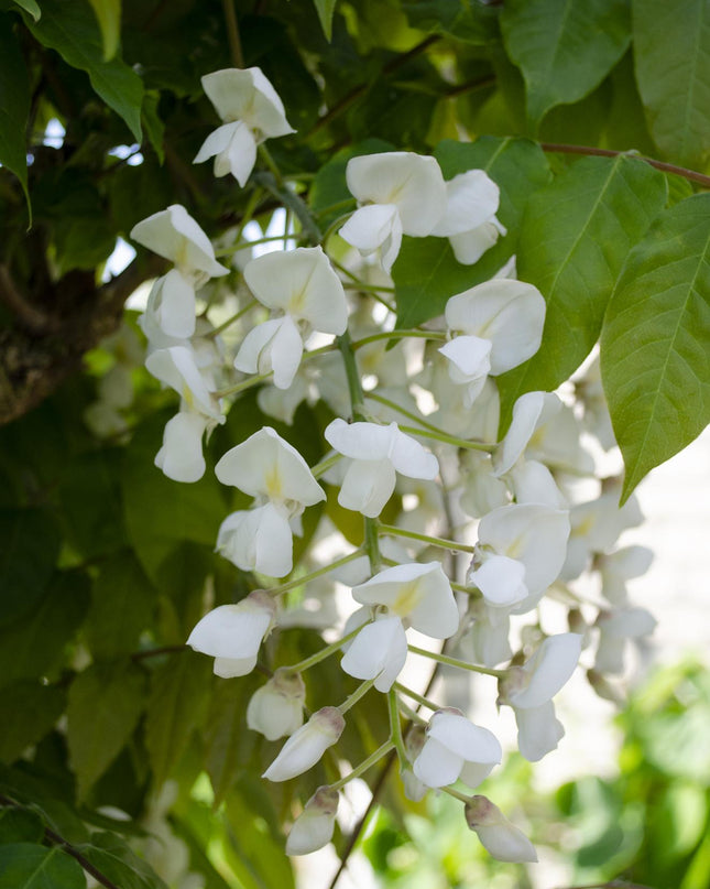 Witte Regen - Wisteria floribunda Alba - Ø15cm - ↕65cm