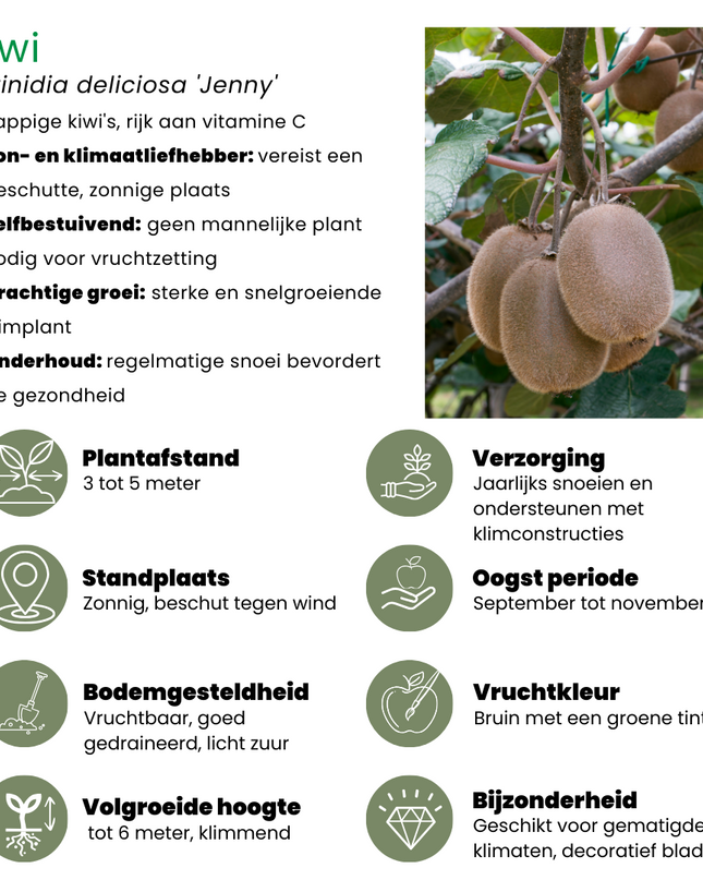 Mix di piante da frutto BIO 3 pezzi - Fico/Kiwi/Mora