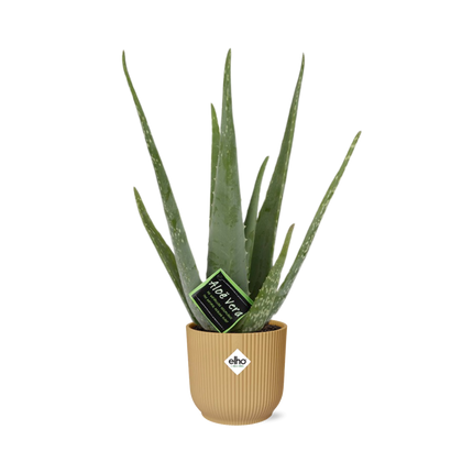 Aloe Vera 12cm incl. pot ELHO Vibes Fold 14cm geel