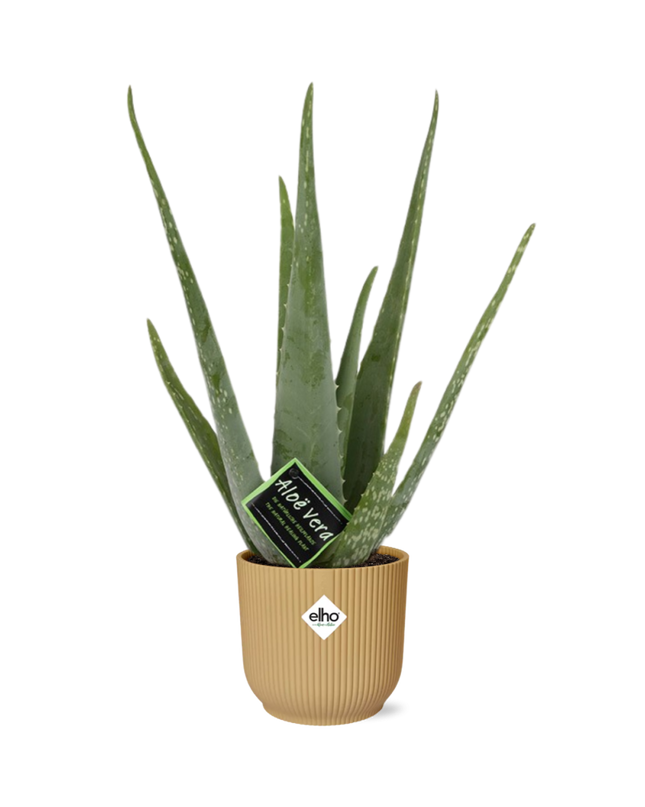 Aloe Vera 12cm incl. pot ELHO Vibes Fold 14cm geel
