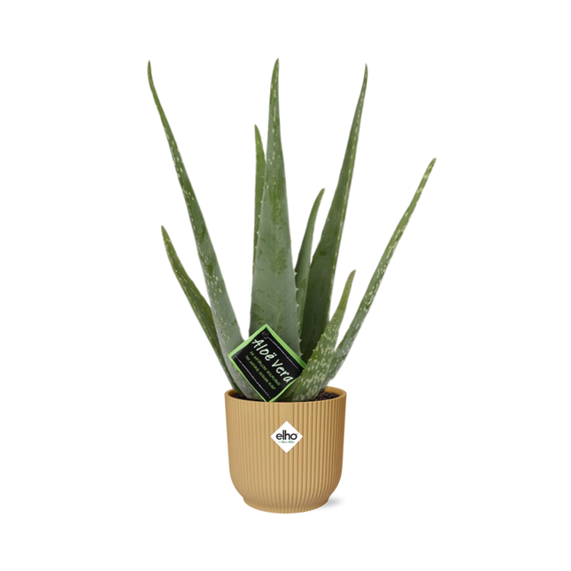 Aloe Vera 12cm incl. pot ELHO Vibes Fold 14cm geel
