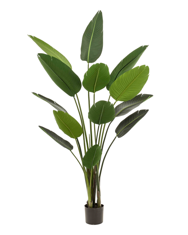 Kunstplant - Strelitzia Nicolai - Paradijsvogelbloem - ↕ 190 cm