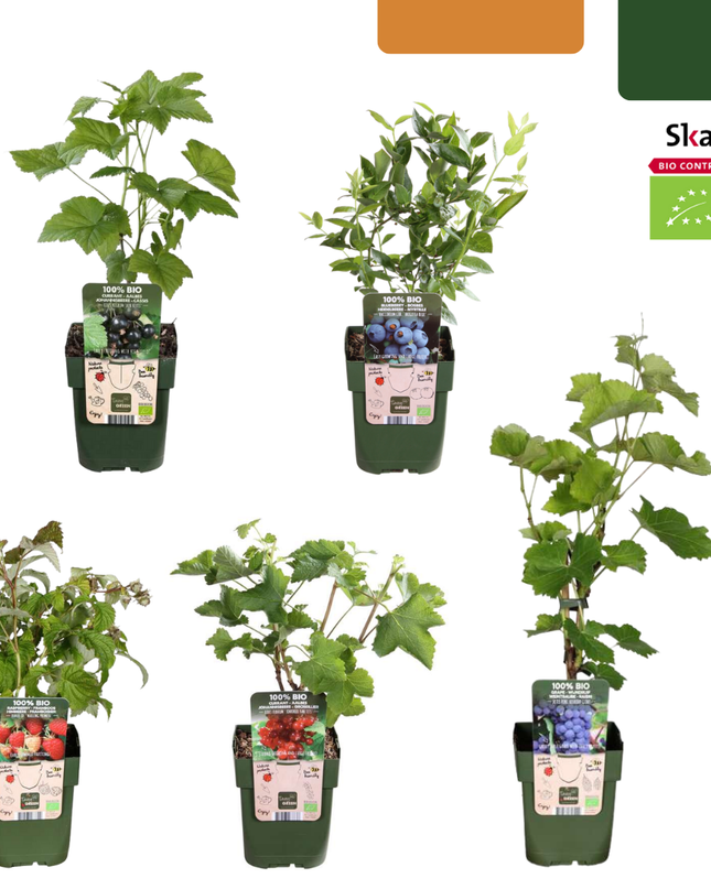 Mix di piante da frutto BIO 5 pezzi - Lampone/ Ribes/ Mirtillo/ Uva/ Mora