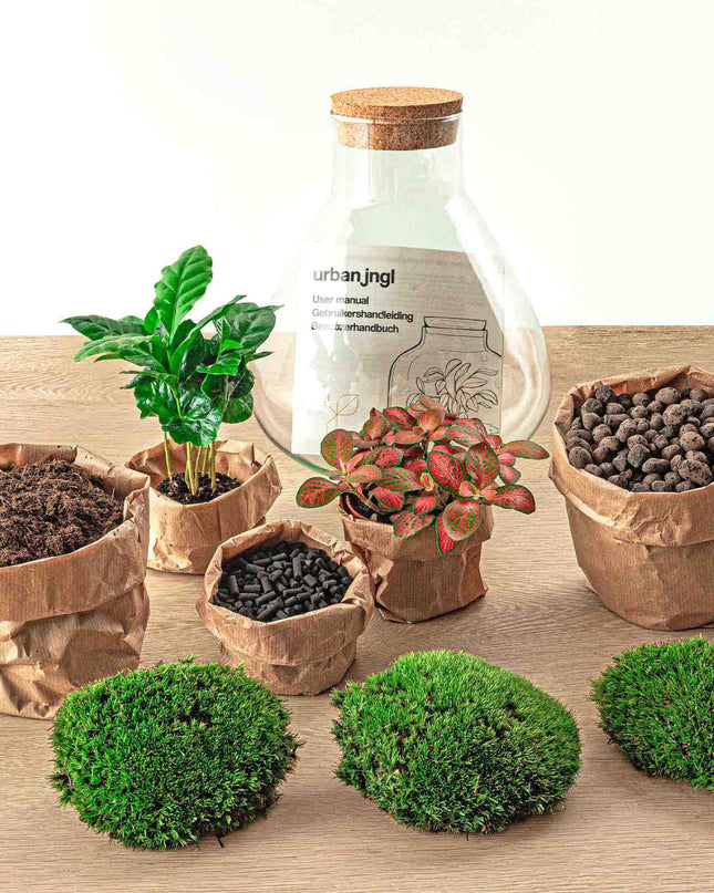 DIY terrarium - Sammie Coffea Red - Ø 22,5 cm ↕ 27 cm - Normal