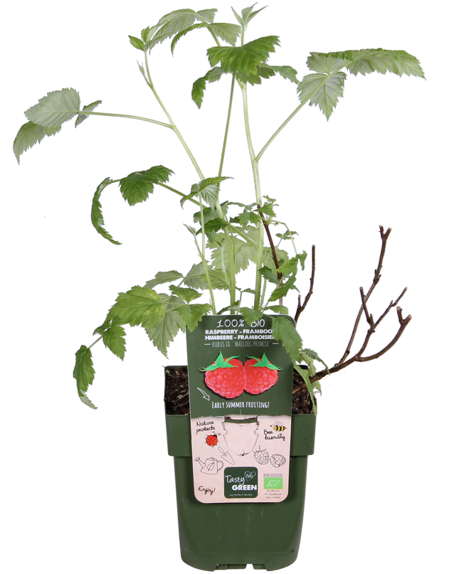 Rubus idaeus 'Malling Promise' - Framboos - Ø13cm - ↕45cm