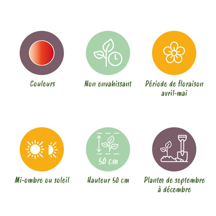 Bloembollen - Tulp Gudoshnik Double - Dubbel Bloemig - 12 stuks - Bolmaat 11/12 - XXL Pack