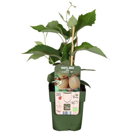 Piante di kiwi BIO 6 pezzi - Ø 13 cm - ↨ 20 cm