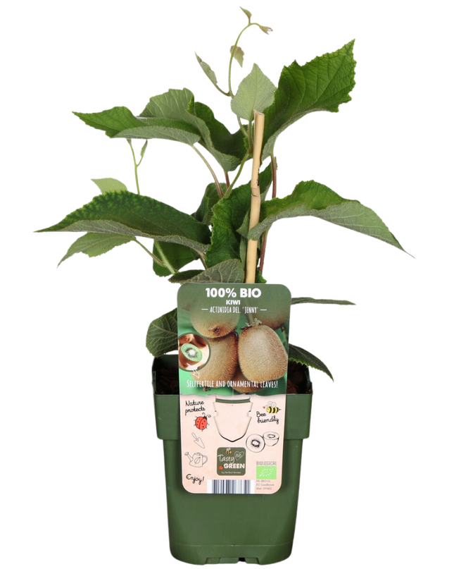 Piante di kiwi BIO 6 pezzi - Ø 13 cm - ↨ 20 cm